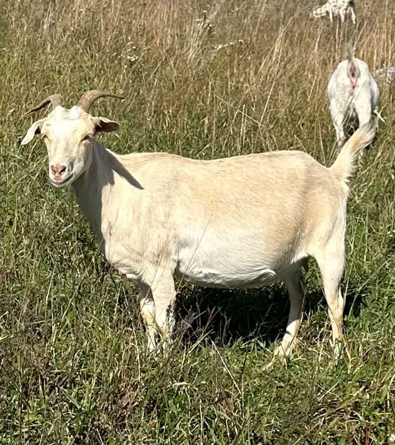 Kiko Goat in the field - Long Creek Kikos