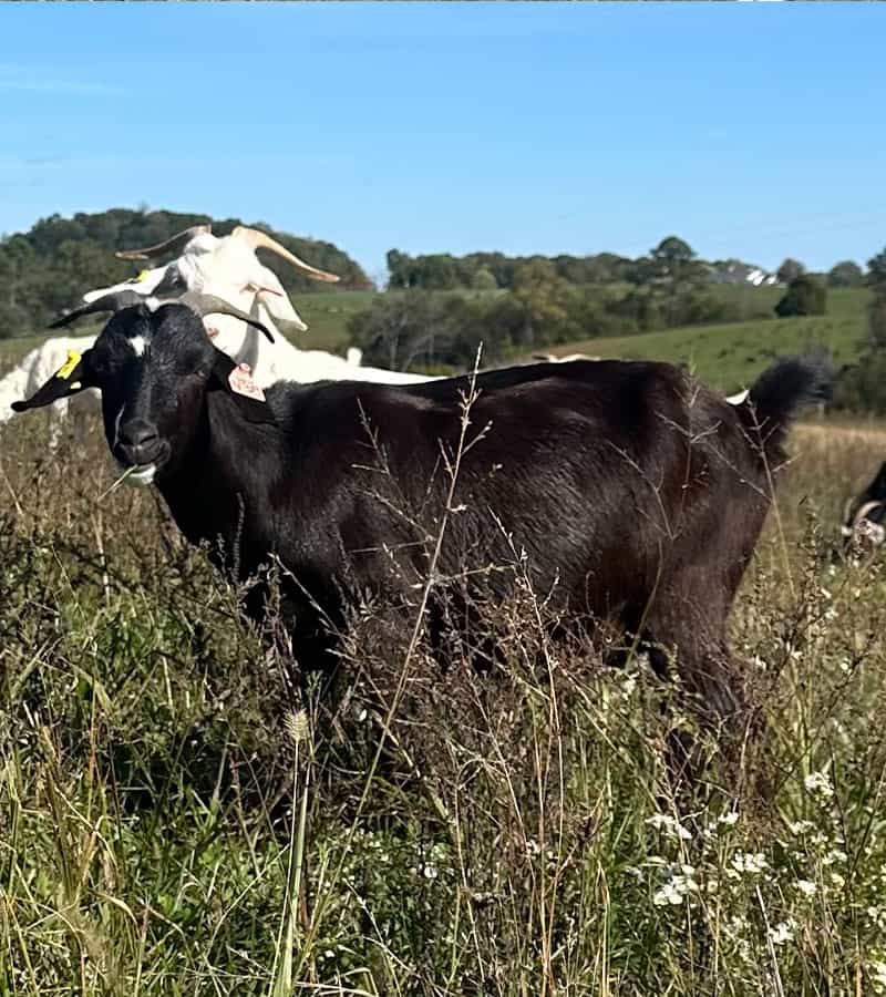 Kiko Goat in the field - Long Creek Kikos