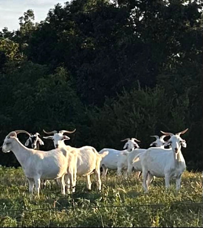 Livestock Kiko Goats in the field - Long Creek Kikos